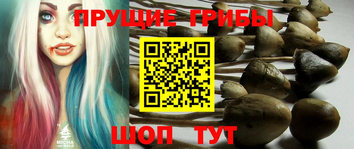 Галлюциногенные грибы Psilocybine cubensis Зеленокумск